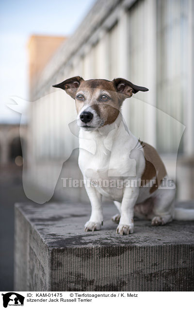 sitzender Jack Russell Terrier / sitting Jack Russell Terrier / KAM-01475