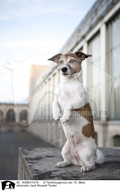 sitzender Jack Russell Terrier / sitting Jack Russell Terrier / KAM-01476