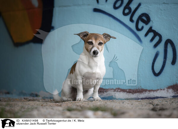 sitzender Jack Russell Terrier / sitting Jack Russell Terrier / KAM-01498