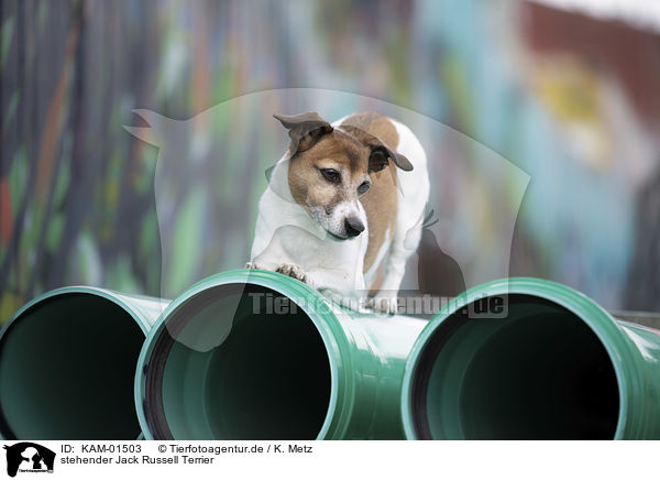 stehender Jack Russell Terrier / standing Jack Russell Terrier / KAM-01503