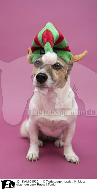 sitzender Jack Russell Terrier / sitting Jack Russell Terrier / KAM-01520