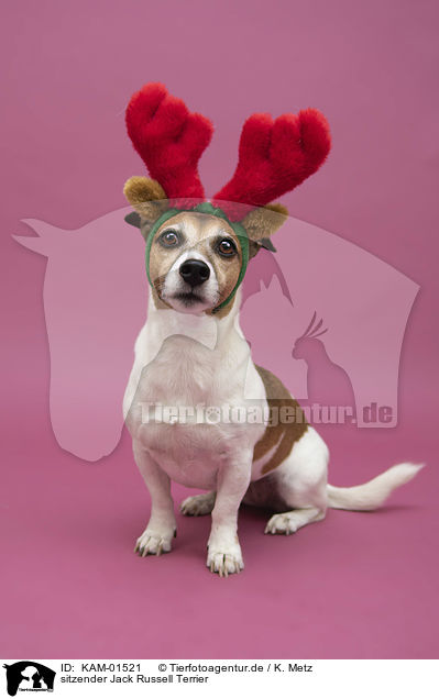 sitzender Jack Russell Terrier / KAM-01521