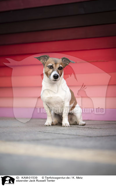 sitzender Jack Russell Terrier / sitting Jack Russell Terrier / KAM-01539