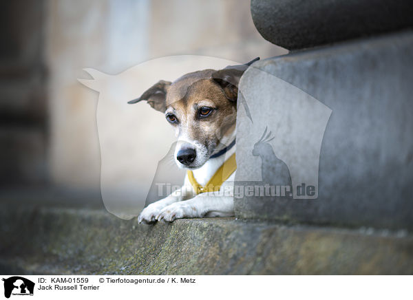 Jack Russell Terrier / Jack Russell Terrier / KAM-01559