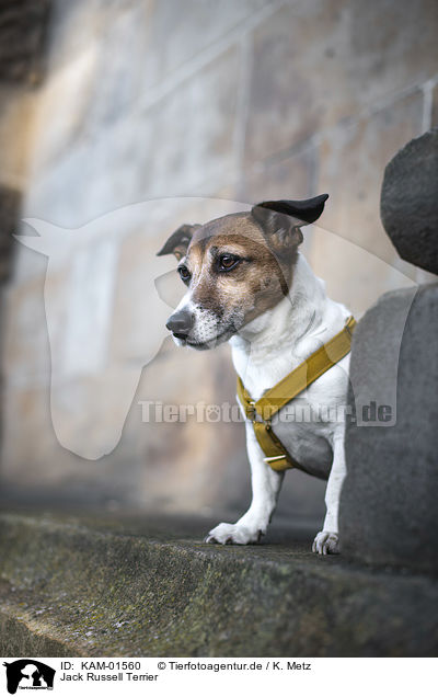 Jack Russell Terrier / Jack Russell Terrier / KAM-01560