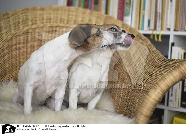 sitzende Jack Russell Terrier / sitting Jack Russell Terrier / KAM-01601