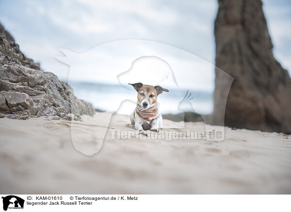 liegender Jack Russell Terrier / KAM-01610