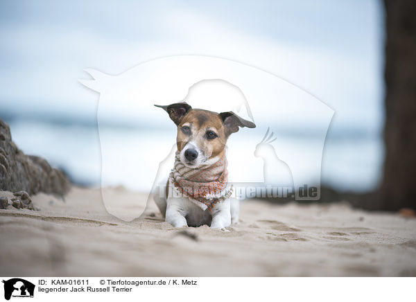 liegender Jack Russell Terrier / KAM-01611