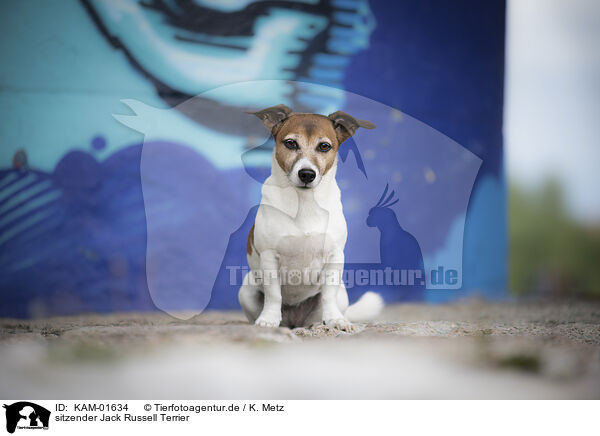 sitzender Jack Russell Terrier / sitting Jack Russell Terrier / KAM-01634