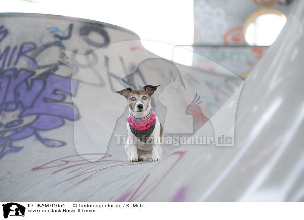 sitzender Jack Russell Terrier / sitting Jack Russell Terrier / KAM-01654