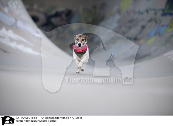 rennender Jack Russell Terrier / running Jack Russell Terrier / KAM-01655