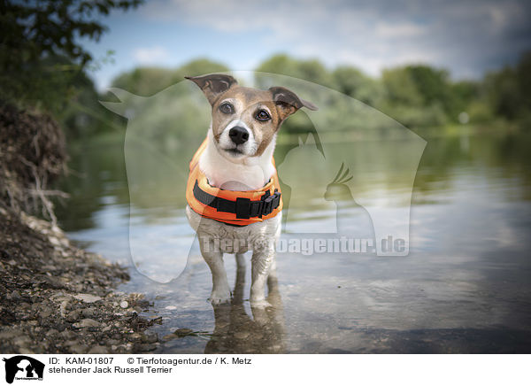 stehender Jack Russell Terrier / standing Jack Russell Terrier / KAM-01807
