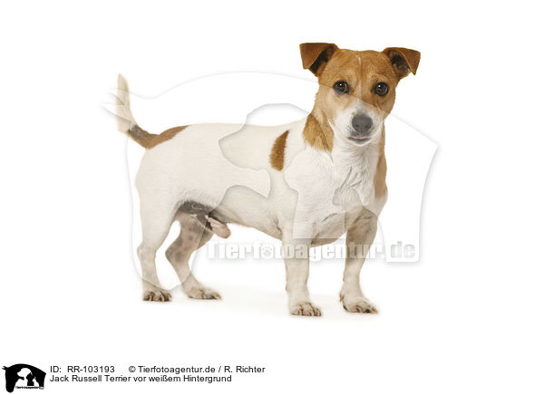 Jack Russell Terrier vor weiem Hintergrund / Jack Russell Terrier in front of white background / RR-103193