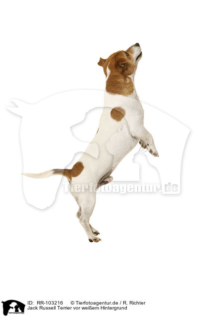 Jack Russell Terrier vor weiem Hintergrund / RR-103216