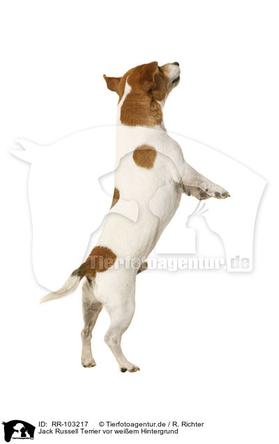 Jack Russell Terrier vor weiem Hintergrund / RR-103217