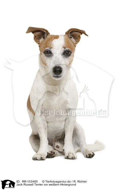 Jack Russell Terrier vor weiem Hintergrund / Jack Russell Terrier in front of white background / RR-103485