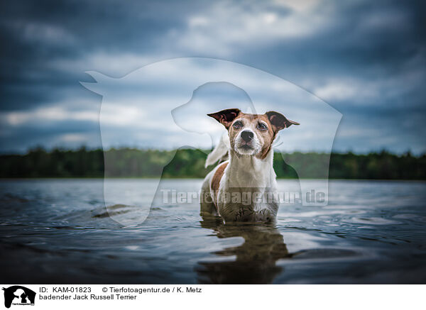 badender Jack Russell Terrier / bathing Jack Russell Terrier / KAM-01823