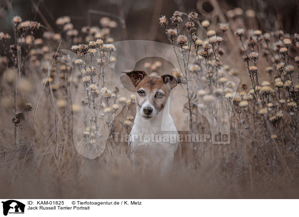 Jack Russell Terrier Portrait / Jack Russell Terrier Portrait / KAM-01825