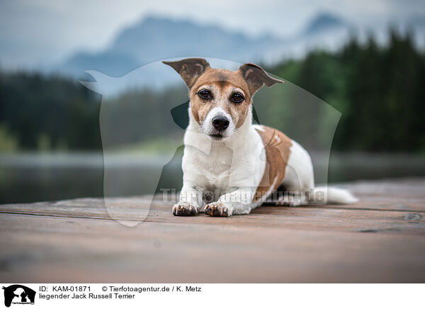 liegender Jack Russell Terrier / KAM-01871