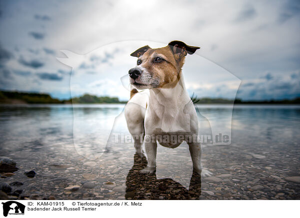 badender Jack Russell Terrier / bathing Jack Russell Terrier / KAM-01915