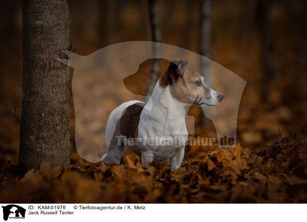 Jack Russell Terrier / Jack Russell Terrier / KAM-01976