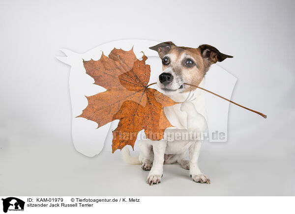 sitzender Jack Russell Terrier / KAM-01979