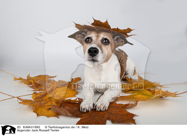 liegender Jack Russell Terrier / KAM-01980