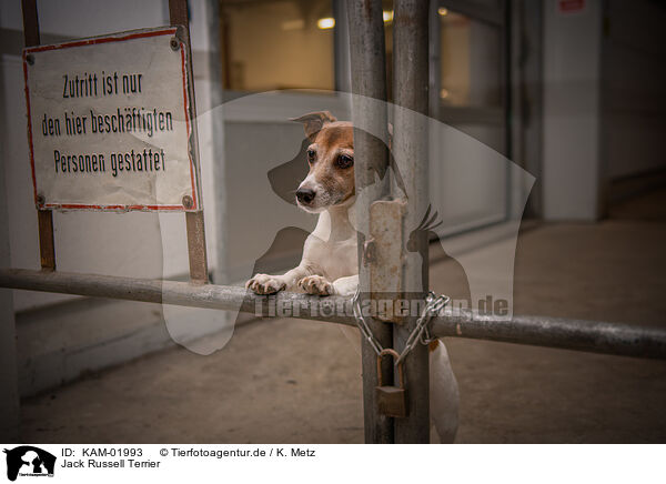 Jack Russell Terrier / Jack Russell Terrier / KAM-01993