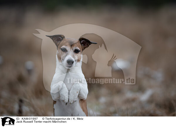 Jack Russell Terrier macht Mnnchen / begging Jack Russell Terrier / KAM-01997