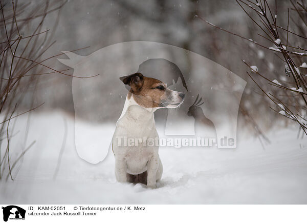 sitzender Jack Russell Terrier / KAM-02051