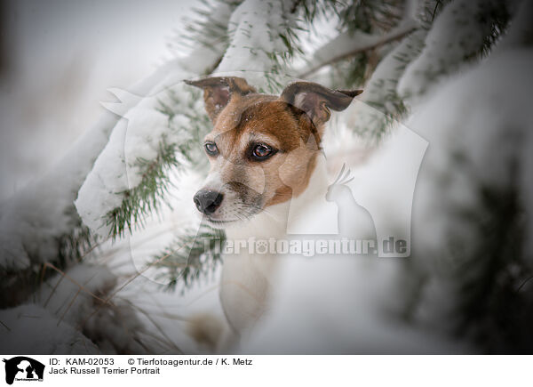 Jack Russell Terrier Portrait / KAM-02053