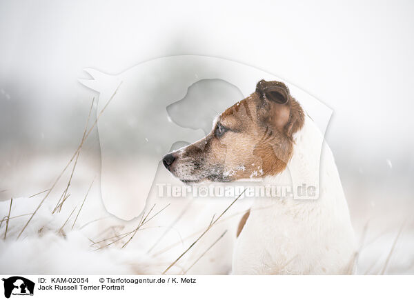 Jack Russell Terrier Portrait / KAM-02054