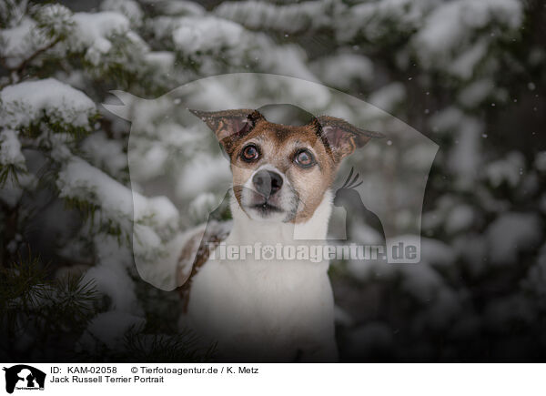 Jack Russell Terrier Portrait / KAM-02058