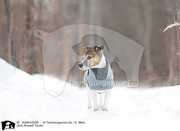 Jack Russell Terrier / KAM-02099
