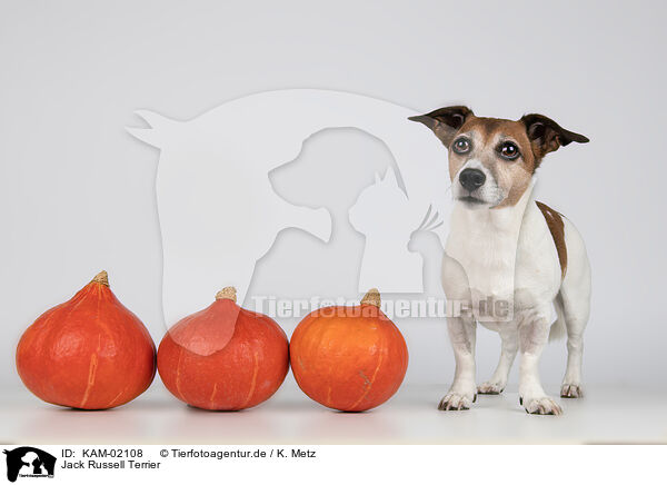 Jack Russell Terrier / KAM-02108