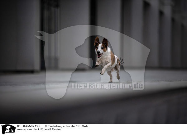 rennender Jack Russell Terrier / running Jack Russell Terrier / KAM-02125