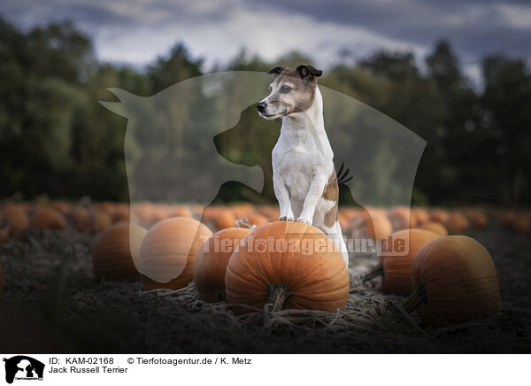 Jack Russell Terrier / Jack Russell Terrier / KAM-02168