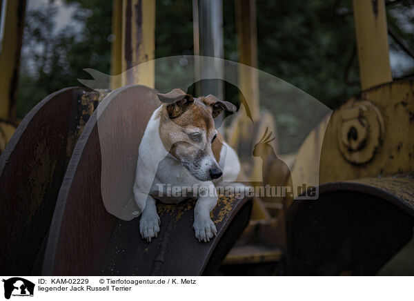 liegender Jack Russell Terrier / lying Jack Russell Terrier / KAM-02229