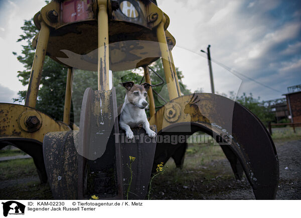 liegender Jack Russell Terrier / lying Jack Russell Terrier / KAM-02230