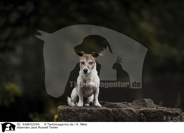 sitzender Jack Russell Terrier / sitting Jack Russell Terrier / KAM-02240