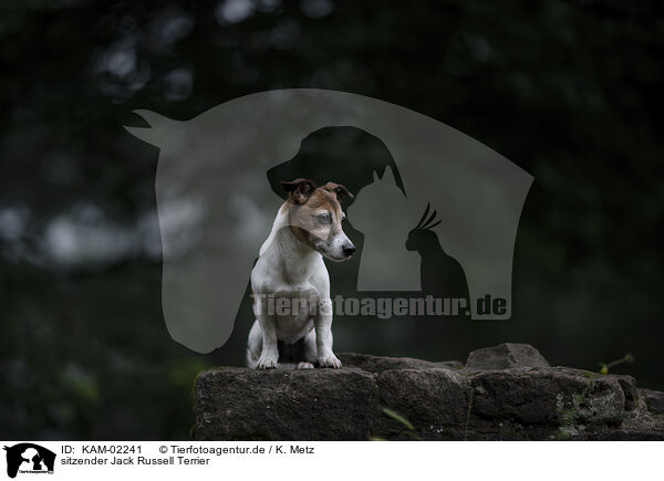 sitzender Jack Russell Terrier / KAM-02241