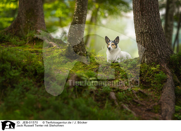 Jack Russell Terrier mit Stehohren / JEB-01570
