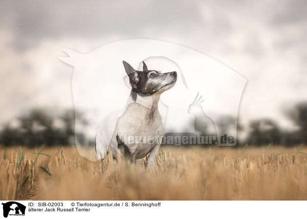 lterer Jack Russell Terrier / SIB-02003