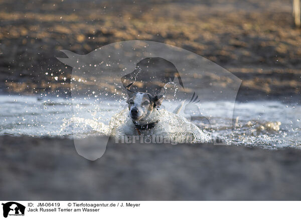 Jack Russell Terrier am Wasser / Jack Russell Terrier by the water / JM-06419