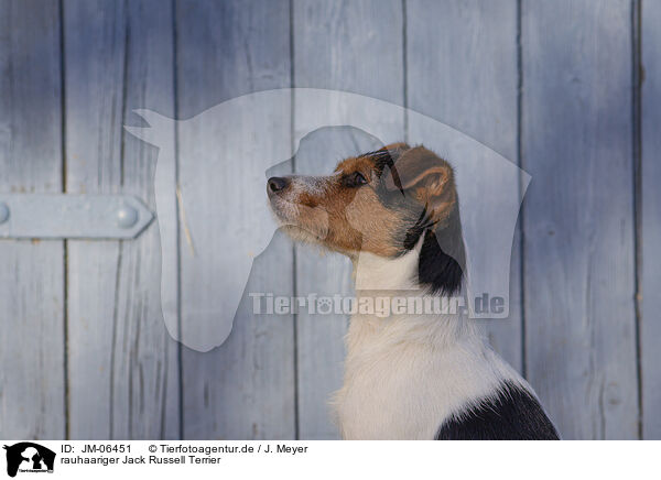 rauhaariger Jack Russell Terrier / wirehaired Jack Russell Terrier / JM-06451