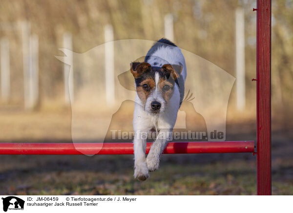 rauhaariger Jack Russell Terrier / wirehaired Jack Russell Terrier / JM-06459