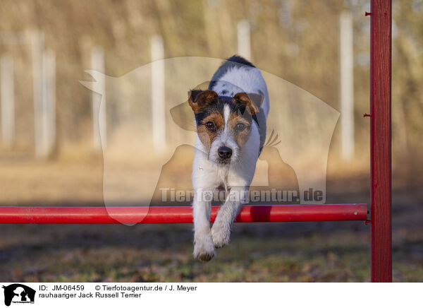 rauhaariger Jack Russell Terrier / JM-06459