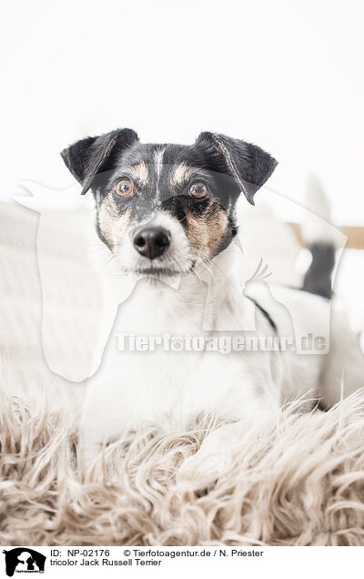 tricolor Jack Russell Terrier / NP-02176