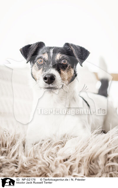 tricolor Jack Russell Terrier / tricolor Jack Russell Terrier / NP-02176