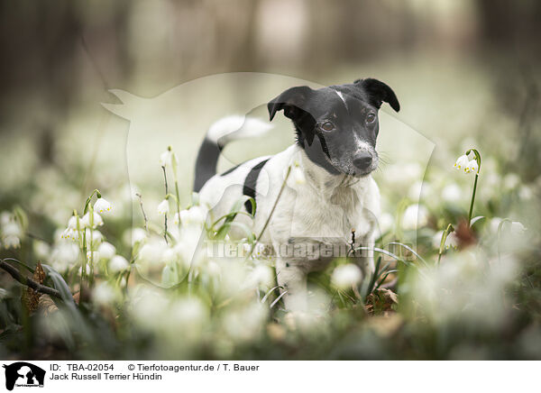Jack Russell Terrier H�ndin / female Jack Russell Terrier / TBA-02054